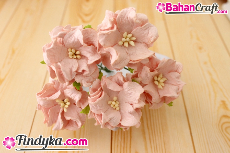 Findyka com Bunga anggrek pink  peach