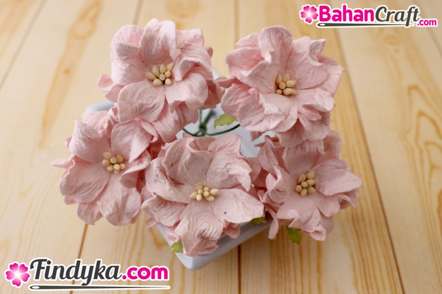 Findyka com Bunga anggrek pink  soft